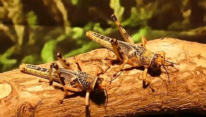 Large crickets dating on the tree trunk 2021