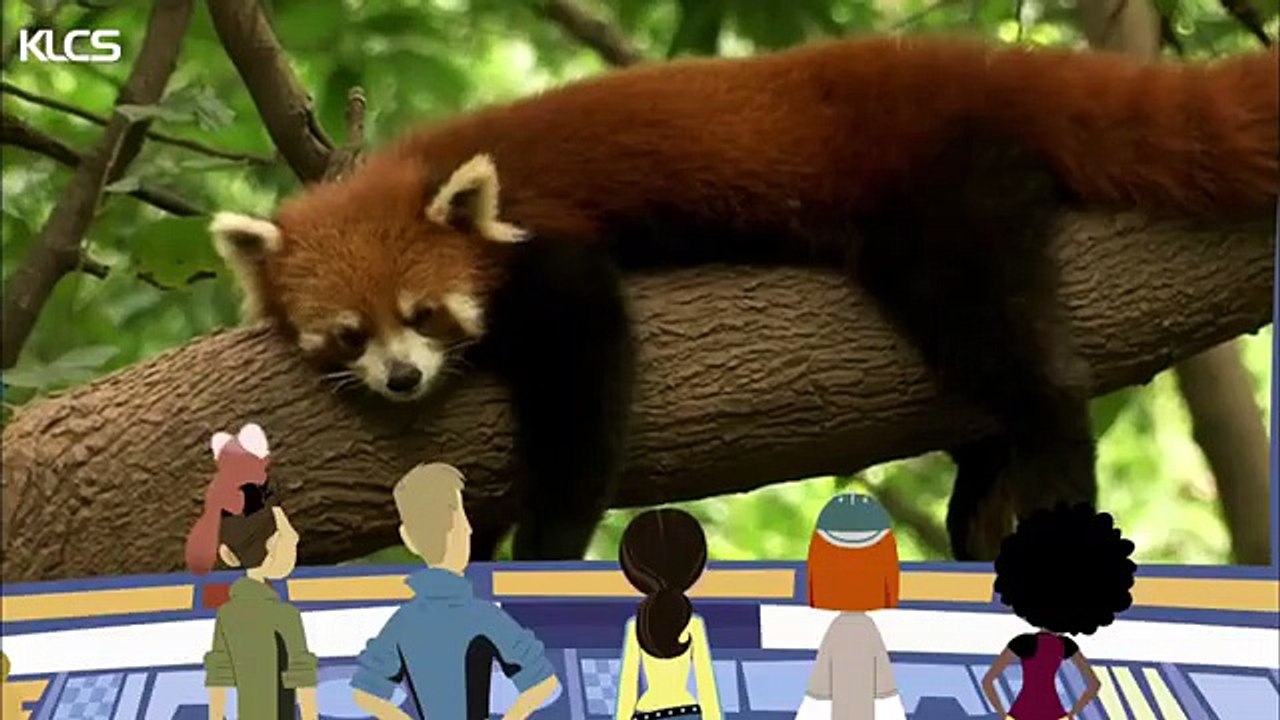 Red Panda Rescue