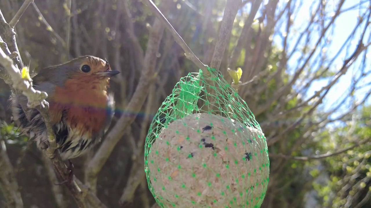 2021 Ar vunuten zen,  Boc'h ruz e-barzh al liorzh - La minute zen, Rouge-gorge dans le jardin *  Trigone Production