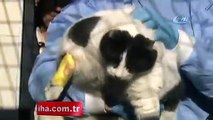 18 kiloluk kedi görenleri şaşkına çevirdi
