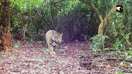 Medioambiente: liberaron a otros dos cachorros de yaguaretés en el Parque Nacional Iberá