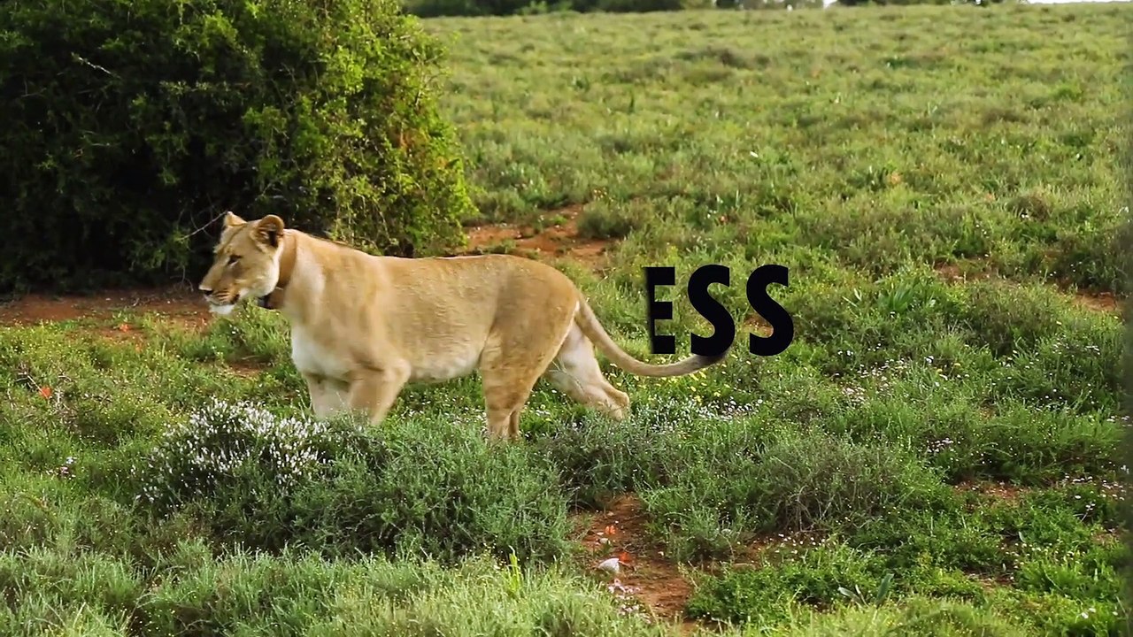 lioness in weld