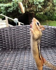 Adorable Chipmunks Jump To Grab Peanut