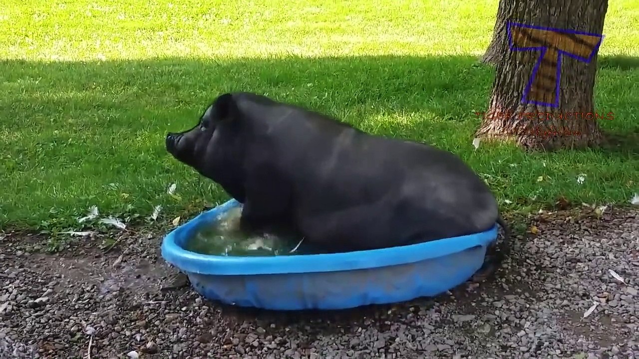 #Jethalal Thug Life Video Status| Jethalal Full Funny Memes Babita Funny Video #Thuglifetmkoc