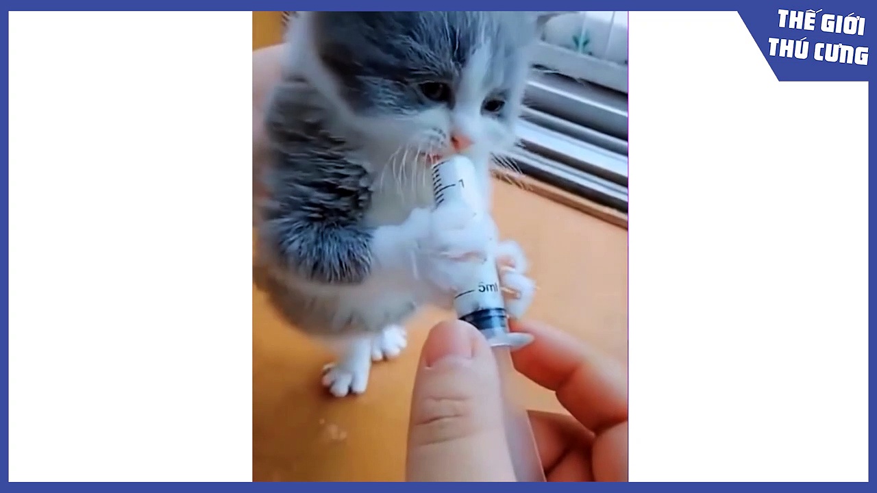 muddy cat, muddy dog