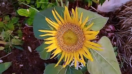 Growing sunflower on terrace