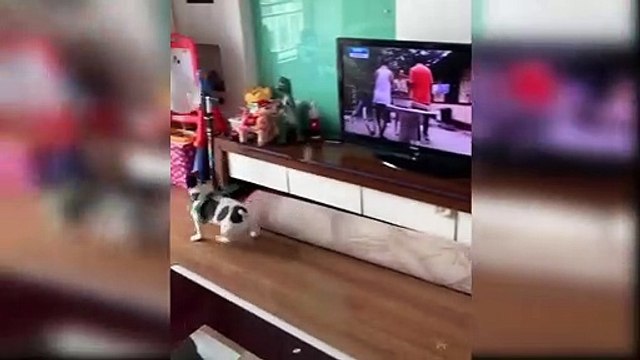 Baby Dogs - Funny and Cute Baby Dog Videos Compilation - Aww Animals