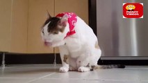 Most Funny Cats - Cute and Funny Cat Videos | cute cat videos