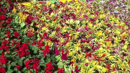 Flower show at Central Park