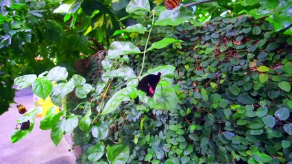 Blippi Español Visita el Pacific Science Center | Aprende sobre dinosaurios | Museo para Niños