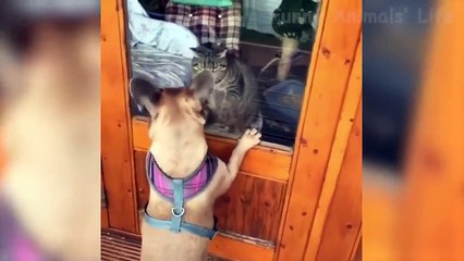 Funniest  Dogs and  Cats - Awesome Funny Pet Animals Videos