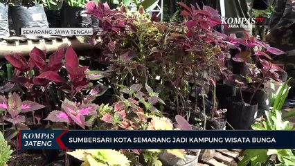 Sumbersari, Kampung Wisata Bunga di Kota Semarang