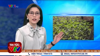 Phát Hiện Nhiều Cây Cần Sa Trồng Trong Rẫy Của Dân  Tin tức 24h mới nhất