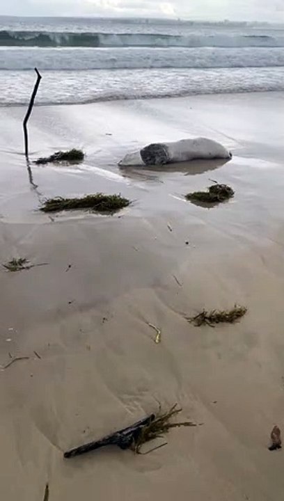 Seal With Huge Shark Bite Washes up on Sydney Beach