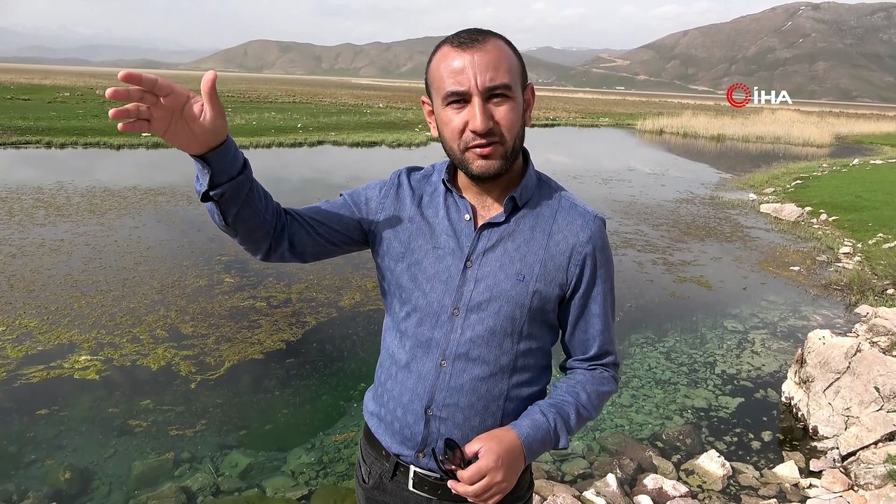 Yüksekova’da sürü halinde güneşlenen yılanlar Brezilya’nın ‘Yılan Adası’nı andırıyor