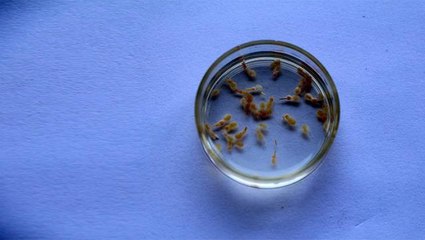 Yeni keşfedilen balık katili parazite 'Adana' ismi verildi