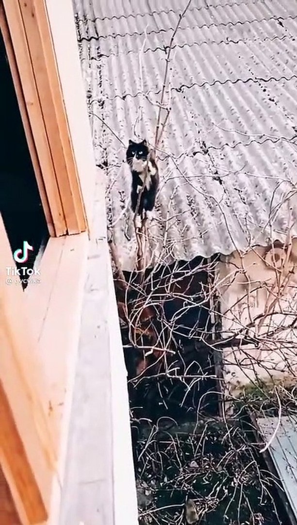 Best videos, Top videos, Viral videos Funny videos no. 138