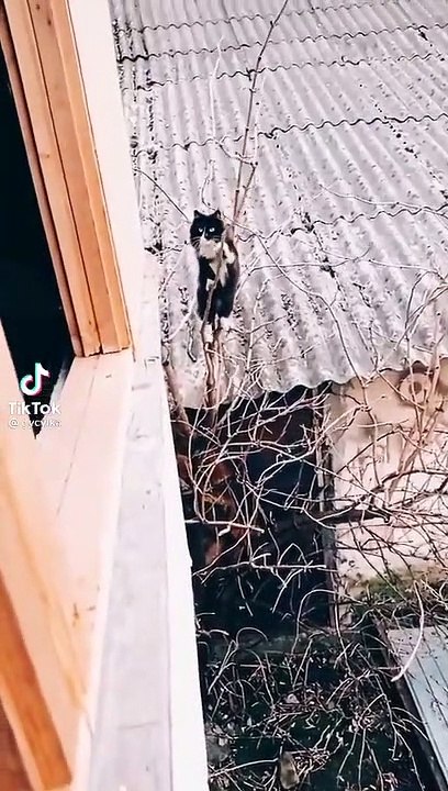 Best videos, Top videos, Viral videos Funny videos no. 138