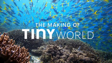 Tiny World — Filming Inside the Reef | Apple TV+