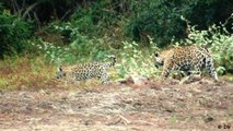 Kolumbien: Schutz für Jaguare