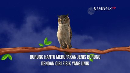 Mengapa Burung Hantu disebut Burung Hantu? Ini Penjelasannya...