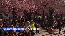 Stockholm residents admire cherry blossoms