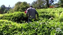 Uzmanlar Karadeniz'de çay göçü için uyardı