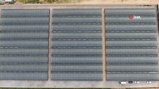 Topraksız çilek üretimiyle 4 kat daha fazla ürün