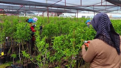 Fidan üretim tesisinde yolu kesişen iki kadın fidanlık kurdu
