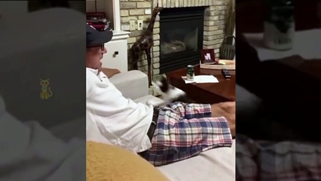 funniest-cats-and-dogs-that-will-make-you-roll-on-the-floor-funniest-animals-ever