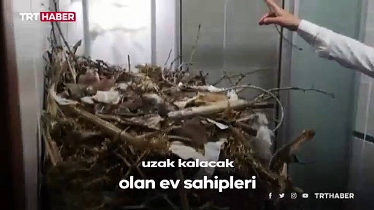 Kuş, yuva içinde yuva yaptı