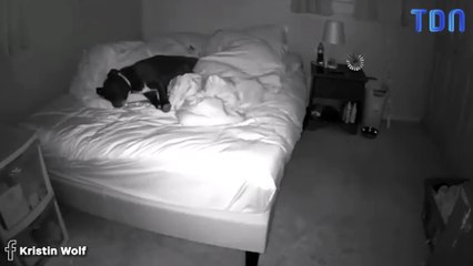 Elle installe une caméra dans sa chambre, son chien va beaucoup la surprendre