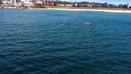 Huge Pod of Dolphins Play at Bondi