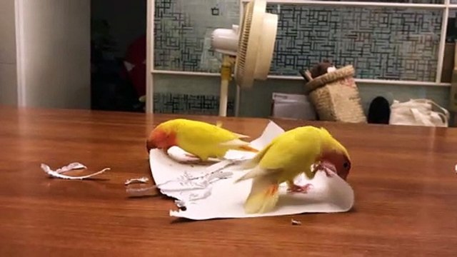 Love Bird Parrots Make Their Own Feathers Out of Paper