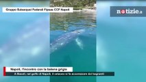 Bacoli, balena grigia si lascia accarezzare dai subacquei sul gommone: l'incontro è commovente
