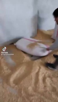 Sosyal medyada rezil görüntü! Pirinç ambarına yuva yapmış fareler