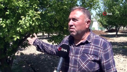 Erkenci papaz eriği don kurbanı oldu