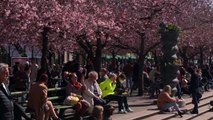 سكان ستوكهولم يستمتعون بالتفتح الكامل لأزهار الكرز