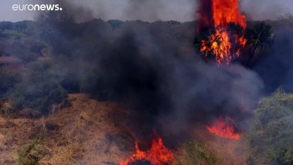 فيديو: نشطاء ينددون بتهديد العامل البشري لمحمية الدندر الطبيعية في السودان