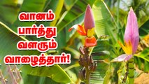 பிங்க் நிற வாழை இப்போ தமிழ்நாட்டில்... அசத்தும் ஆராய்ச்சி நிலையம்!