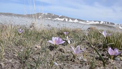 Nemrut Dağı'nda açan kardelenler doğayı süsledi