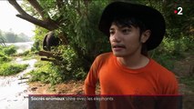 Thaïlande : la vie auprès des éléphants, animaux sacrés