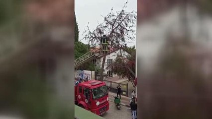 Son dakika... Ağaçta mahsur kalan kediyi itfaiye kurtardı