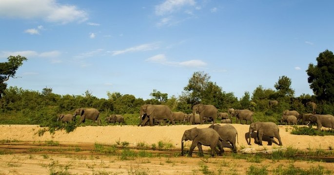 Afrique du Sud : un braconnier présumé, chassant des rhinocéros, est mort piétiné par un troupeau d'éléphants