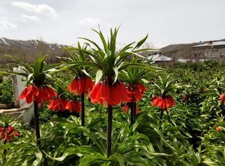 Van'da ters laleler açmaya başladı