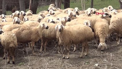 YOZGAT YOZGAT'TA 48 ÜRETİCİYE 100'ER KOYUN