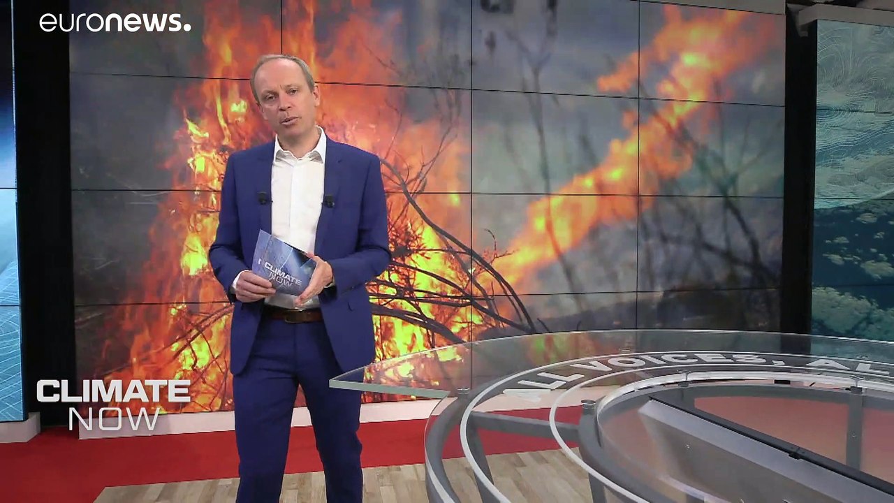 Waldbrände: Auch eine unterirdische Gefahr