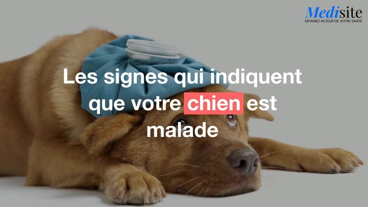 Les signes que votre chien est malade