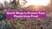 Quick Ways to Protect Your Plants from Frost