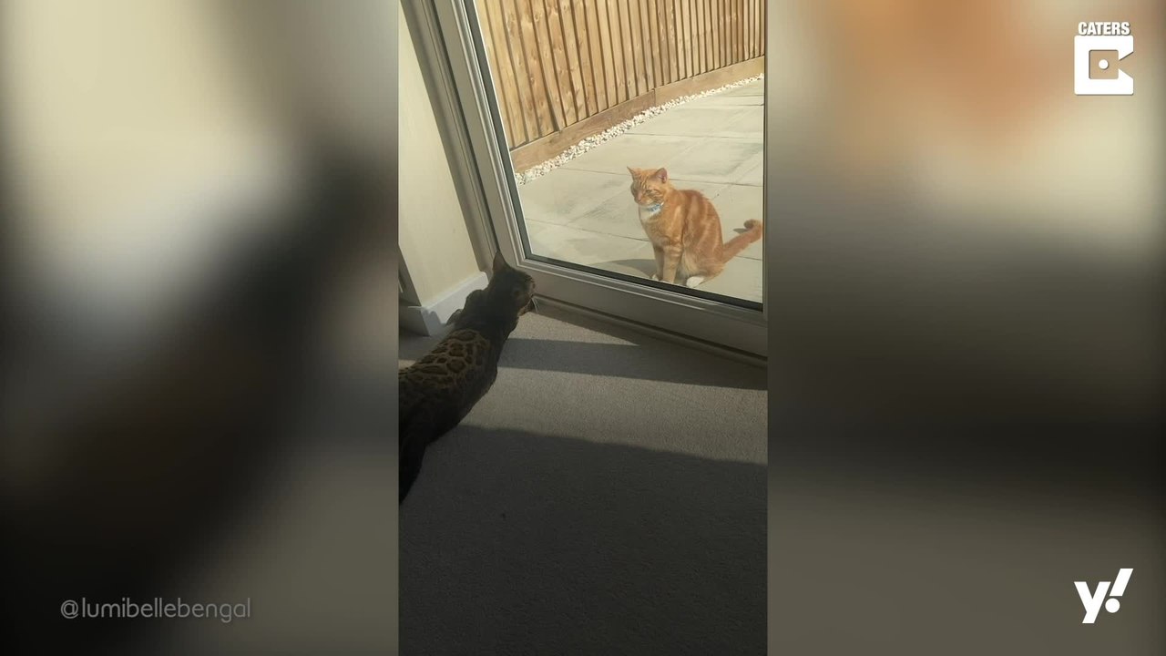 Lumi und Rocki: Zwei flauschige Lockdown-Freunde